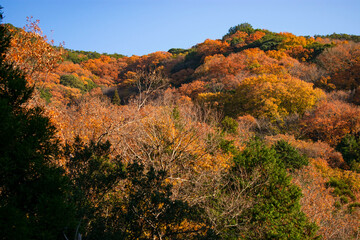 紅葉