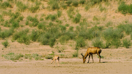 Fototapeta na wymiar antelope with a cub in the hot African savannah