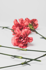 bouquet of red tulips