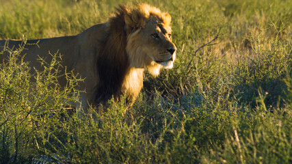 lion in the hot african savannah on the hunt