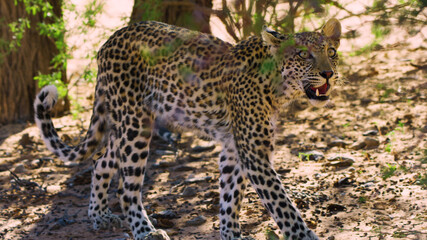 African leopard walks on the hot savannah