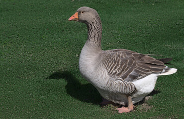 goose walks through the meadow. close-up
