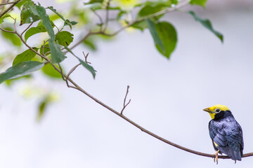 black and yellow bird in nature