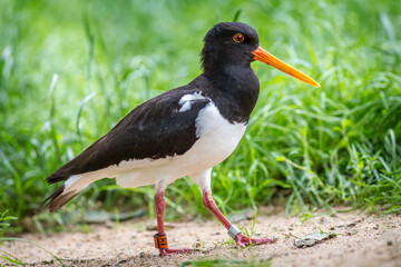 oystercatcher portrait 