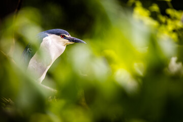 night heron portrait in nature
