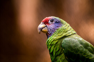 red-tailed parrot in the nature