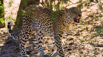 African leopard walks on the hot savannah