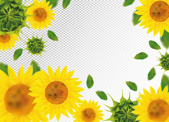 3D realistic sunflower with green leaf. Yellow sunflower in motion. Beautiful sunflower background. Falling sunflower. Vector illustration