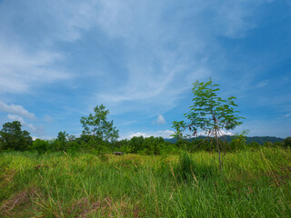 Undeveloped grassland with blue sky