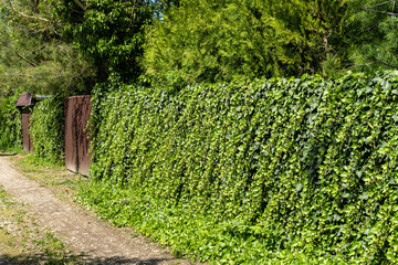 Fototapeta na wymiar Life Hack. Wall of green ivy. Hedera spiral. Original texture of natural greenery. Decoration of fence with ordinary ivy. Background from elegant leaves. Nature concept for design.