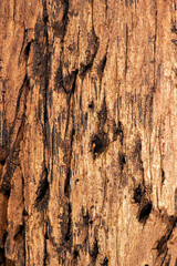 Detailed closeup of a real macro wood texture