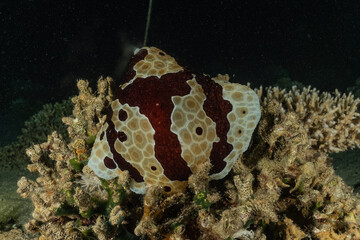 Sea slug in the Red Sea Colorful and beautiful, Eilat Israel
