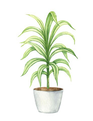 Watercolor vector clipart with a Dracaena in a ceramic pot.