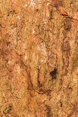 Detailed closeup of a real macro wood texture