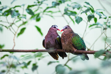 ashy woodpigeon portrait in nature