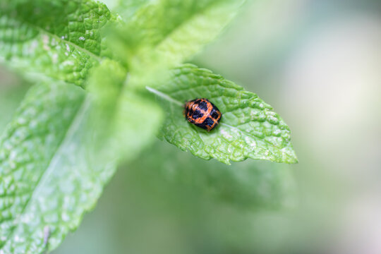 Pupation of a ladybug on a mint leaf. Macro shot of living insect. Series image 9 of 9