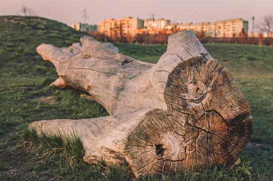 old wooden log