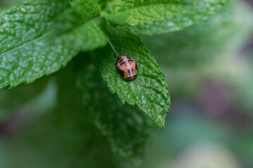 Pupation of a ladybug on a mint leaf. Macro shot of living insect. Series image 6 of 9