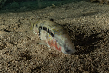 Fish swim in the Red Sea, colorful fish, Eilat Israel
