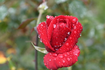 beautiful red rose with morning dew in the garden with green background.