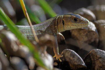 Green lizard - Juvenile (Lacerta viridis)