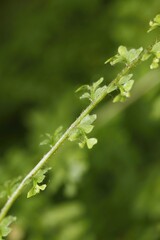 Close-up of a stalk of Boston fern (Nephrolepis exaltata) with petals.