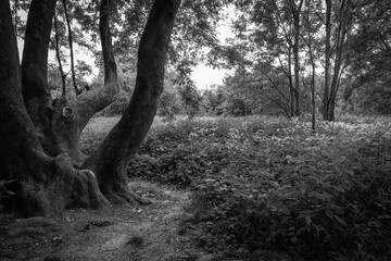 Mighty tree without trunk with tangled strong branches. Photographed in black and white.