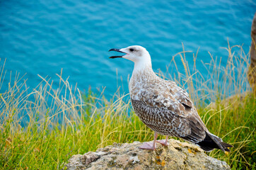 Seagull bird standing feet on sea beach. Close up view of white gray bird seagull open beak in sea rock grass beach. Wild seagull natural blue sea green grass background. Seagull bird animal portrait