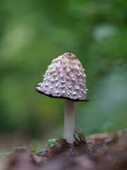 Shaggy mane mushroom (Coprinus comatus) in green grass and autumn leaves in sunny woods.