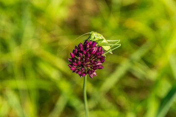 Green grasshopper close-up sitting on a plant. Insect close-up