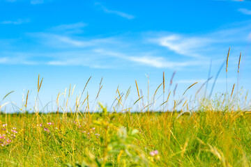Fototapeta premium Meadow grasses and blue . Green meadow in summer