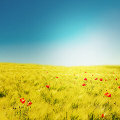 Mohnfeld im Gegenlicht