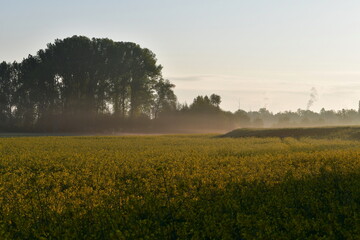 Fototapeta na wymiar beautiful sunrise in the yellow field with morning fog and a little forest in the background.