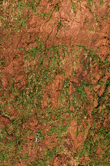 Detailed closeup of a real macro wood texture