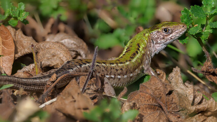 Green lizard (Lacerta viridis) - Female