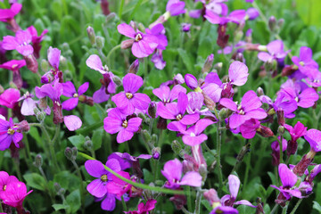 Obraz premium Auburn flowers in spring garden