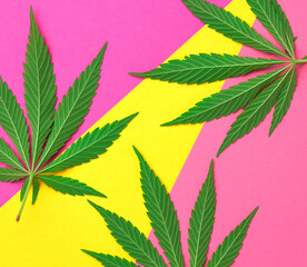 green hemp leaves on a pink-yellow background