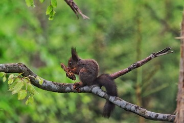 Eichhörnchen
