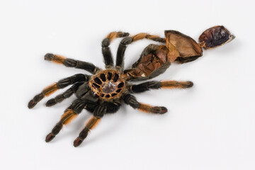 the dried cover of a bird spider (tarantula), which has skinned itself
