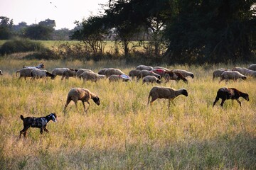 Bagula and Sheep in the farm at Morning, Kutch Gujarat, India