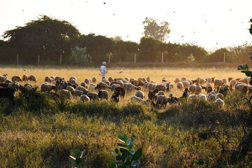 Bagula and Sheep in the farm at Morning, Kutch Gujarat, India
