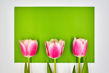 Top view on pink tulips lying on a white-green background with copy space