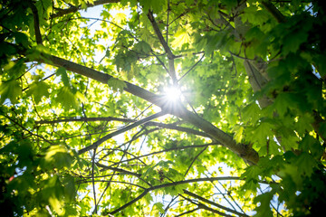 Green leafs on tree