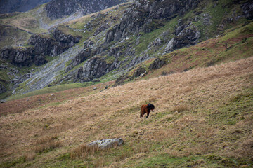 wild horse in snowdonia