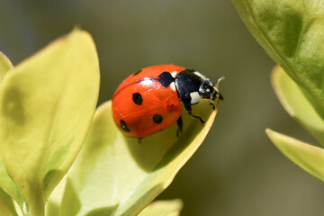 Ladybug on a green leaf, detailed macro photo