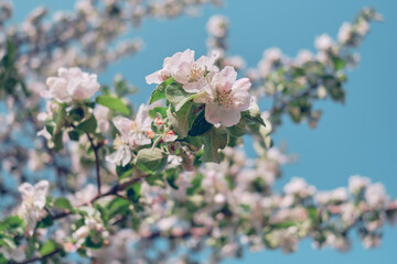 Apple blossoms and blue sky. Spring flowers in lighten color sky.