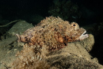 Fish swim in the Red Sea, colorful fish, Eilat Israel

