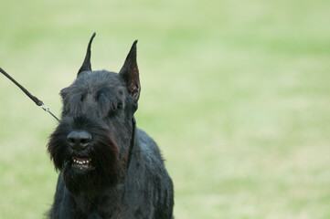 Giant Schnauzer