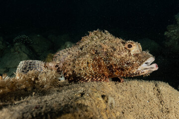 Fish swim in the Red Sea, colorful fish, Eilat Israel
