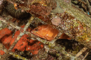 Fish swim in the Red Sea, colorful fish, Eilat Israel
